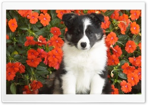 Shetland Sheepdog Puppy Ultra HD Wallpaper for 4K UHD Widescreen desktop, tablet & smartphone