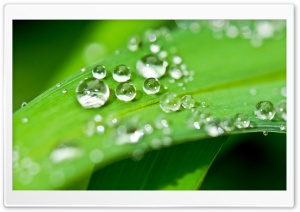 Shiny Water Drops Ultra HD Wallpaper for 4K UHD Widescreen desktop, tablet & smartphone