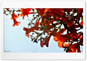 Shoaib Photography Ultra HD Wallpaper for 4K UHD Widescreen desktop, tablet & smartphone