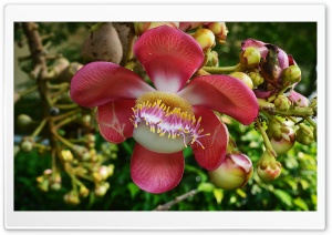 Shorea robusta Roxb Ultra HD Wallpaper for 4K UHD Widescreen desktop, tablet & smartphone