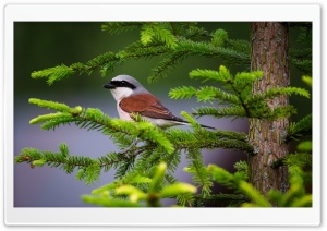 Shrike Bird, Fir Tree 4K UHD Wallpaper for Widescreen and UltraWide Desktop, UltraHD TV, Smartphone, Tablet