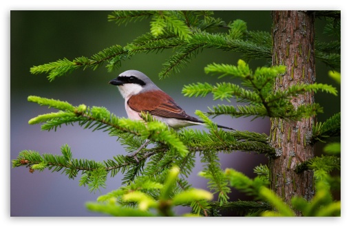 Shrike Bird, Fir Tree UltraHD Wallpaper for HD 16:9 ; UltraWide 21:9 24:10 ; Widescreen 16:10 5:3 ; Fullscreen 4:3 5:4 3:2 ; Tablet 1:1 ; Mobile 9:16 9:19.5 9:20 10:16 2:3 3:5 3:4 ;