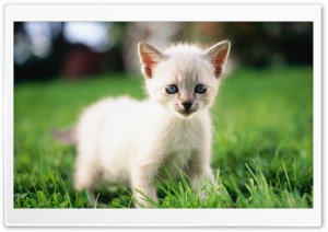 Siamese Kitty Ultra HD Wallpaper for 4K UHD Widescreen desktop, tablet & smartphone