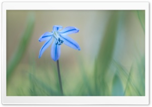 Siberian Squill, Early Spring Flower Ultra HD Wallpaper for 4K UHD Widescreen desktop, tablet & smartphone