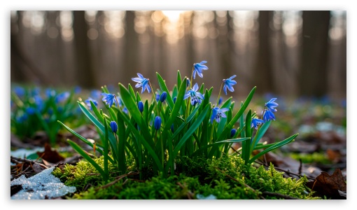 Siberian squill flowers UltraHD Wallpaper for HD 16:9 ;