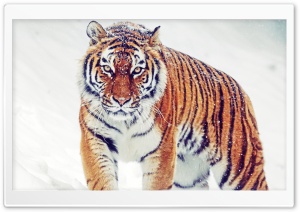 Siberian Tiger Ultra HD Wallpaper for 4K UHD Widescreen desktop, tablet & smartphone