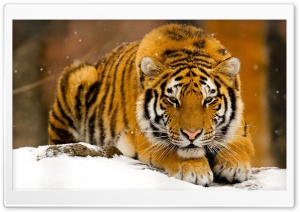 Siberian Tiger In Snow Ultra HD Wallpaper for 4K UHD Widescreen desktop, tablet & smartphone