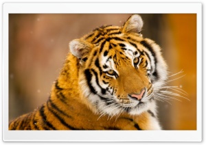 Siberian Tiger Wild Animal Ultra HD Wallpaper for 4K UHD Widescreen desktop, tablet & smartphone