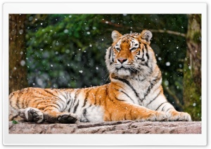 Siberian Tigress Ultra HD Wallpaper for 4K UHD Widescreen desktop, tablet & smartphone