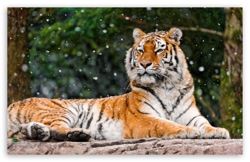 Siberian Tigress UltraHD Wallpaper for HD 16:9 ; UltraWide 32:10 ; Widescreen 16:10 5:3 ; Fullscreen 4:3 5:4 3:2 ; Tablet 1:1 ; Mobile 3:5 3:4 ; Dual 16:10 5:3 16:9 4:3 5:4 ;