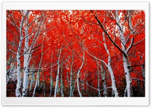 Sierra Nevada Red Trees Ultra HD Wallpaper for 4K UHD Widescreen desktop, tablet & smartphone