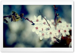 Signs Of Spring Ultra HD Wallpaper for 4K UHD Widescreen desktop, tablet & smartphone