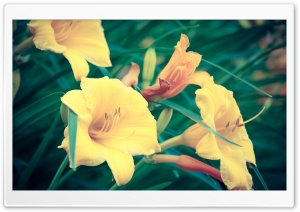 Silent Morning Ultra HD Wallpaper for 4K UHD Widescreen desktop, tablet & smartphone