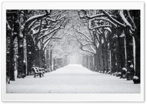 Silent Snowy Alley of Trees in Winter 4K UHD Wallpaper for Widescreen and UltraWide Desktop, UltraHD TV, Smartphone, Tablet