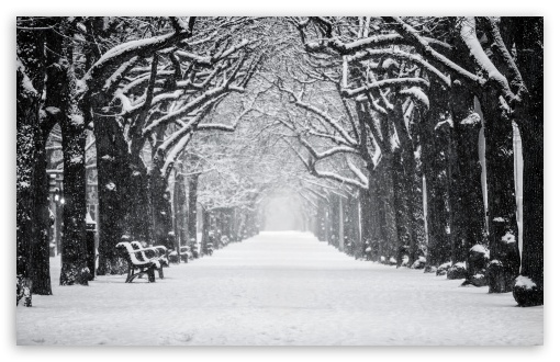 Silent Snowy Alley of Trees in Winter UltraHD Wallpaper for UHD 16:9 ; HD 16:9 ; UltraWide 21:9 24:10 ; Widescreen 16:10 5:3 ; Fullscreen 4:3 5:4 3:2 ; Tablet 1:1 ; Mobile 9:16 9:19.5 9:20 9:21 10:16 2:3 3:5 3:4 ;