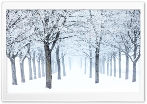 Silent Winter Scene, Trees with Rime and Fog 4K UHD Wallpaper for Widescreen and UltraWide Desktop, UltraHD TV, Smartphone, Tablet