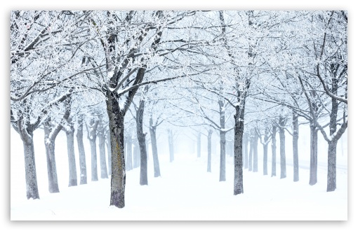 Silent Winter Scene, Trees with Rime and Fog UltraHD Wallpaper for UHD 16:9 ; HD 16:9 ; UltraWide 21:9 24:10 32:9 32:10 ; Widescreen 16:10 5:3 ; Fullscreen 4:3 5:4 3:2 ; Tablet 1:1 ; Dual 16:10 5:3 16:9 4:3 5:4 3:2 ;