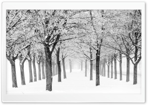 Silent Winter Scene, Trees with Rime, Fog, Black and White 4K UHD Wallpaper for Widescreen and UltraWide Desktop, UltraHD TV, Smartphone, Tablet
