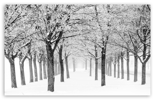 Silent Winter Scene, Trees with Rime, Fog, Black and White UltraHD Wallpaper for UHD 16:9 ; HD 16:9 ; UltraWide 21:9 24:10 32:9 32:10 ; Widescreen 16:10 5:3 ; Fullscreen 4:3 5:4 3:2 ; Tablet 1:1 ; Dual 16:10 5:3 16:9 4:3 5:4 3:2 ;