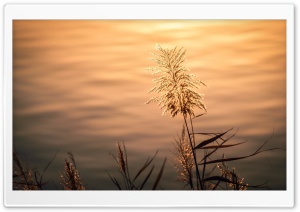 Silvergrass by the Lake Ultra HD Wallpaper for 4K UHD Widescreen desktop, tablet & smartphone