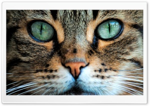 Simba Ultra HD Wallpaper for 4K UHD Widescreen desktop, tablet & smartphone