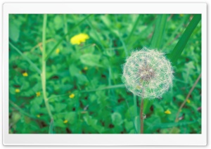 Simple Dandelion Ultra HD Wallpaper for 4K UHD Widescreen desktop, tablet & smartphone