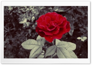 Sin Flower Ultra HD Wallpaper for 4K UHD Widescreen desktop, tablet & smartphone