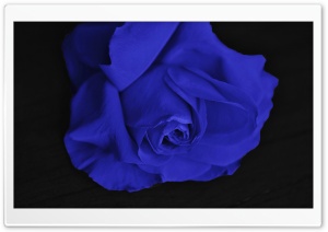 Single Blue Rose Ultra HD Wallpaper for 4K UHD Widescreen desktop, tablet & smartphone
