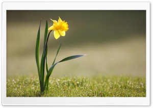Single Daffodil Ultra HD Wallpaper for 4K UHD Widescreen desktop, tablet & smartphone