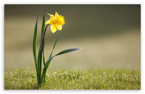 Single Daffodil UltraHD Wallpaper for 8K UHD TV 16:9 Ultra High Definition 2160p 1440p 1080p 900p 720p ; Widescreen 16:10 5:3 WHXGA WQXGA WUXGA WXGA WGA ; Fullscreen 4:3 5:4 3:2 UXGA XGA SVGA QSXGA SXGA DVGA HVGA HQVGA ( Apple PowerBook G4 iPhone 4 3G 3GS iPod Touch ) ; Tablet 1:1 ; Mobile 3:5 3:4 - ; Dual 4:3 5:4 UXGA XGA SVGA QSXGA SXGA ;