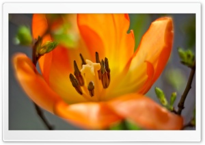 Single Orange Tulip Ultra HD Wallpaper for 4K UHD Widescreen desktop, tablet & smartphone