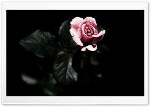 Single Pink Rose Ultra HD Wallpaper for 4K UHD Widescreen desktop, tablet & smartphone