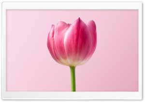 Single Pink Tulip Spring Flower, Pink Background Ultra HD Wallpaper for 4K UHD Widescreen desktop, tablet & smartphone