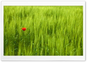 Single Red Poppy in Green Field 4K UHD Wallpaper for Widescreen and UltraWide Desktop, UltraHD TV, Smartphone, Tablet