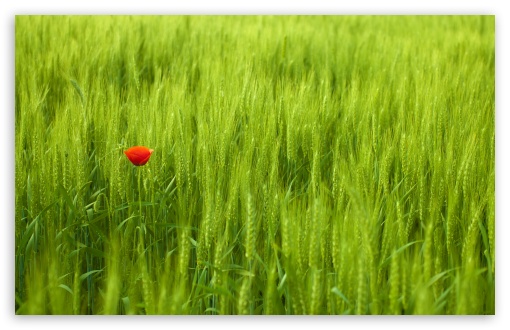 Single Red Poppy in Green Field UltraHD Wallpaper for HD 16:9 ; UltraWide 21:9 24:10 ; Widescreen 16:10 5:3 ; Fullscreen 4:3 5:4 3:2 ; Tablet 1:1 ; Mobile 9:16 9:19.5 9:20 10:16 2:3 3:5 3:4 ;