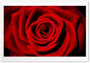 Single Red Rose Ultra HD Wallpaper for 4K UHD Widescreen desktop, tablet & smartphone