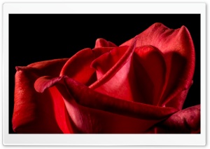 Single Red Rose Black Background Ultra HD Wallpaper for 4K UHD Widescreen desktop, tablet & smartphone