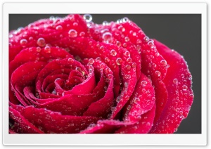 Single Red Rose with Water Drops Ultra HD Wallpaper for 4K UHD Widescreen desktop, tablet & smartphone
