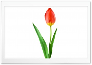 Single Red Tulip Ultra HD Wallpaper for 4K UHD Widescreen desktop, tablet & smartphone