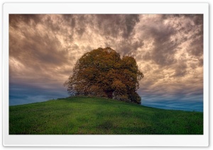 Single Tree, Hill, Cloudy, Landscape Ultra HD Wallpaper for 4K UHD Widescreen desktop, tablet & smartphone
