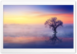Single Tree, Mist Over Lake Ultra HD Wallpaper for 4K UHD Widescreen desktop, tablet & smartphone