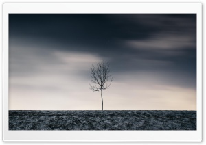 Single Tree, Winter Ultra HD Wallpaper for 4K UHD Widescreen desktop, tablet & smartphone