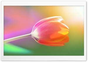 Single Tulip Ultra HD Wallpaper for 4K UHD Widescreen desktop, tablet & smartphone