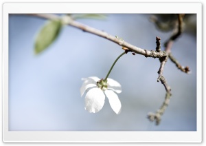 Single White Cherry Flower Ultra HD Wallpaper for 4K UHD Widescreen desktop, tablet & smartphone