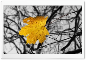 Single Yellow Leaf Ultra HD Wallpaper for 4K UHD Widescreen desktop, tablet & smartphone