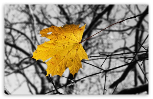 Single Yellow Leaf UltraHD Wallpaper for 8K UHD TV 16:9 Ultra High Definition 2160p 1440p 1080p 900p 720p ; Widescreen 16:10 5:3 WHXGA WQXGA WUXGA WXGA WGA ; Fullscreen 4:3 5:4 3:2 UXGA XGA SVGA QSXGA SXGA DVGA HVGA HQVGA ( Apple PowerBook G4 iPhone 4 3G 3GS iPod Touch ) ; Tablet 1:1 ; Mobile 3:4 - ; Dual 5:4 QSXGA SXGA ;