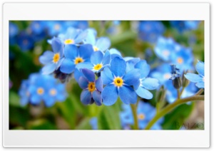 Skies flowers 4K UHD Wallpaper for Widescreen and UltraWide Desktop, UltraHD TV, Smartphone, Tablet