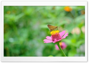 Skipper Butterfly Ultra HD Wallpaper for 4K UHD Widescreen desktop, tablet & smartphone