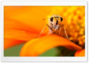 Skipper Butterfly Ultra HD Wallpaper for 4K UHD Widescreen desktop, tablet & smartphone