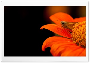 Skipper Moth Ultra HD Wallpaper for 4K UHD Widescreen desktop, tablet & smartphone